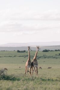 A pair of Giraffes in the African grassland  