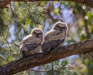 A pair of owls sitting on a tree branch