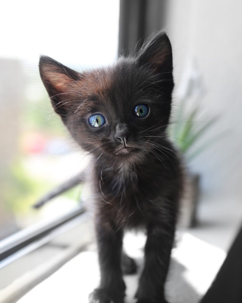 A very beautiful black colored kitten looking at you standing on a window sill