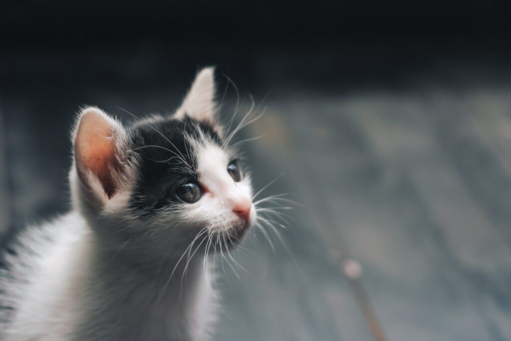 A tiny black and white cat staring away