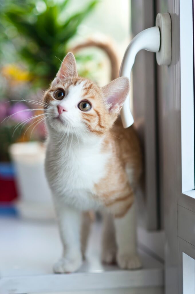 A baby cat standing near a door handle